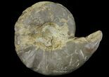 Triassic Ammonite (Ceratites) Fossil - Germany #94062-2